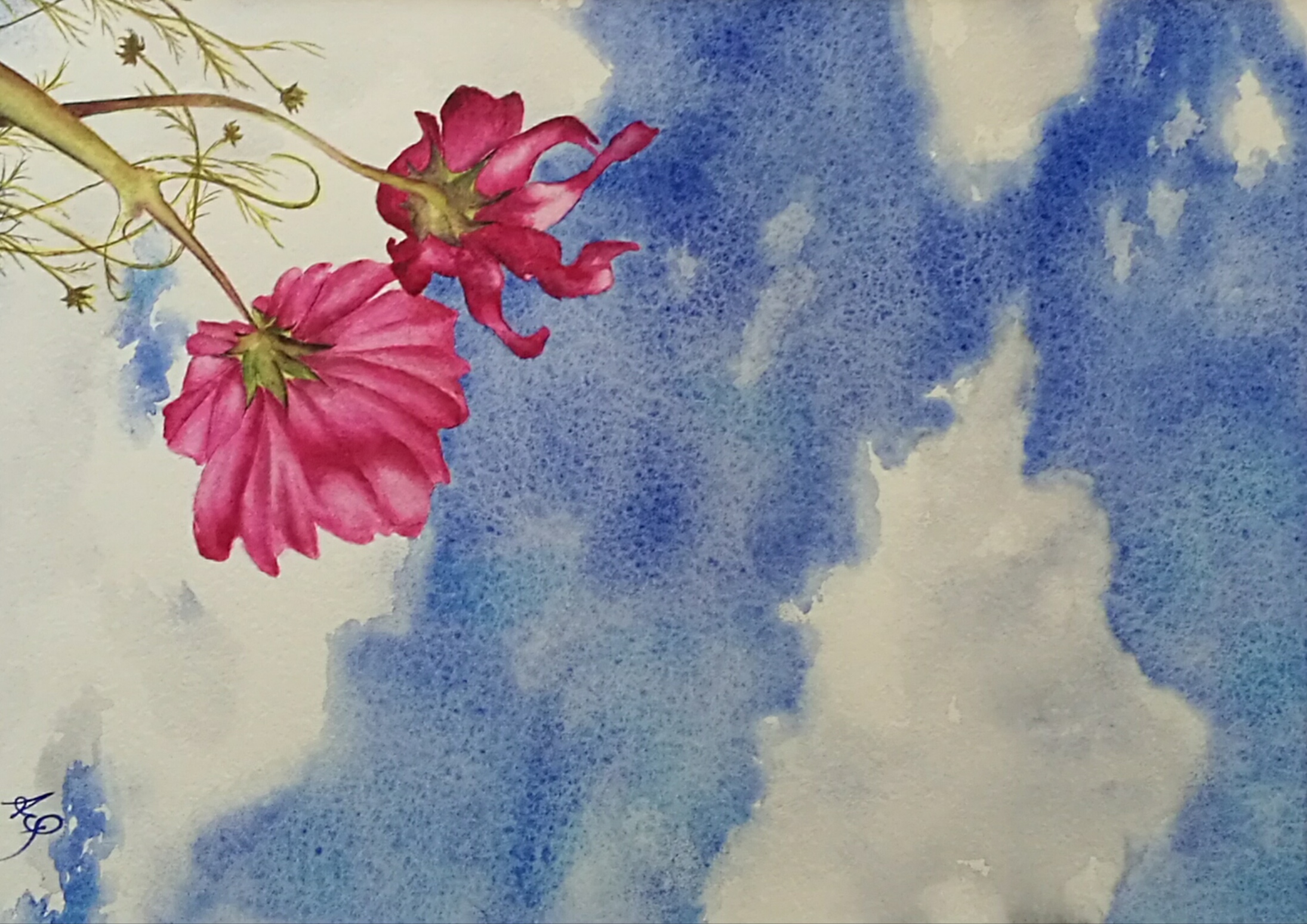 Ciel Rose